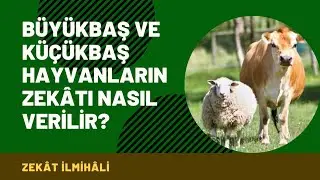 Büyükbaş ve Küçükbaş Hayvanların Zekâtı Nasıl Verilir? - Zekât İlmihâli 8. Bölüm - Mustafa Akgül
