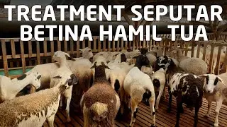 Treatment seputar betina hamil tua