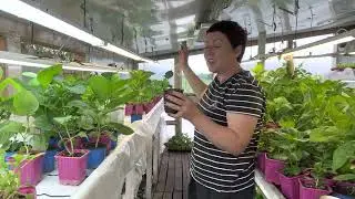 Капиллярные маты, работа в теплице, обрезка и перевалка гортензии. Сортировка….