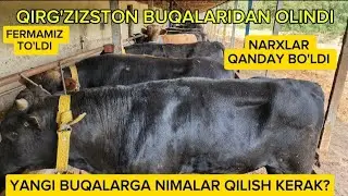 QIRG'ZIZSTON BUQALARIDAN OLDIK