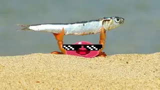 🔴СТРИМЕР СОШЕЛ С УМА И ЛОВИТ РЫБУ🔴