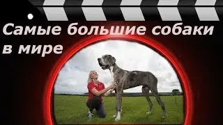 The biggest dogs in the world.
