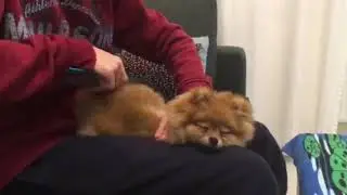Гемма расчесывается. релакс