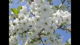 Ак чачаклэр