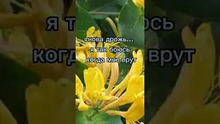 "Я не люблю, когда мне лгут" А.Золотарева