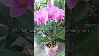 Орхидея за 100руб спустя 3 года🌸 #цветы #растения #орхидеи #фаленопсис #пасадена #shorts