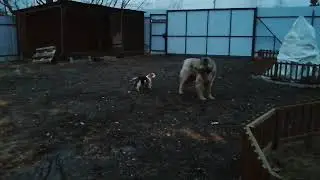 У Алтая гостья