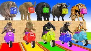 Paint Animals Elephant, Gorilla, Hippo, Buffalo Fountain Crossing Transformation Animals Cartoon
