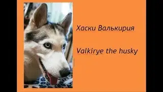 Хаски Валькирия крупным планом, редкие моменты спокойствия.