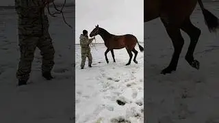 Полтарашка сатылат Дареги Бишкек Тел:+996 220 050 550 бою1,60 смБаасы 210 мин кеми бар.