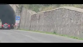 daino sulla strada