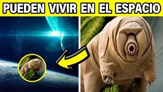 12 ANIMALES CON HABILIDADES ÚNICAS Y ASOMBROSOS