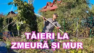 TĂIERI LA ZMEURĂ și TĂIERI LA MUR