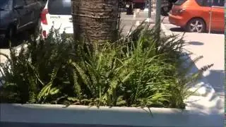 עשבים ברוח