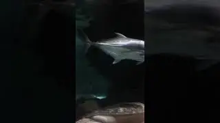 акула