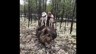 зверовая лайка
