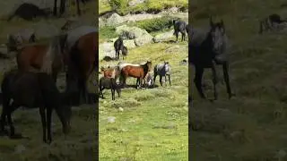 Vahşi Yılkı Atları #yılkıatı #afyon#wildhorses #kumalar #afyonkarahisar#vahşiyaşam #sandıklı#бронхит