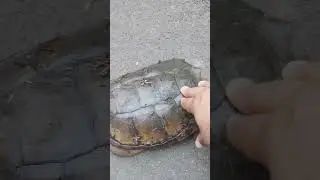 #shorts #shortsvideo #shortsfeed I when the turtle gets up close and personal robin leach style