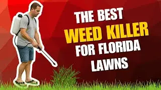 Best Weed Killer for Florida Lawns  How to Kill Weeds in St  Augustine & Zoysia Grass