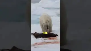 Did You Know Polar Bear Are Great Swimmers?