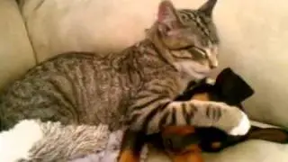 Заботливый котик
