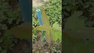 Вот так изменилась наша Дача 