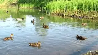 Бэла подкармливает уточек