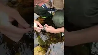SMALL TROUT CAUGHT IN RIVER