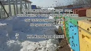 При какой температуре пчёлы начинают летать весной?