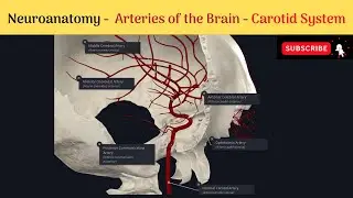 Arteries of the Brain - Carotid System #Anatomy #mbbs #education