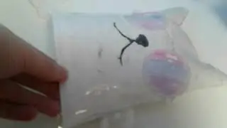 Делаю сквиш) получилось прикольно