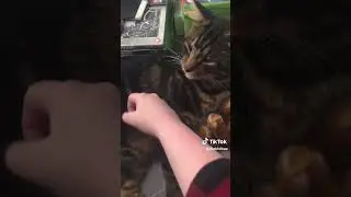 Blep