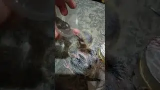 Как и чем кормить птенца голубя