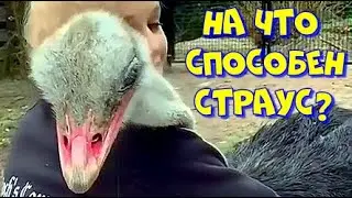 На что способен страус! What an ostrich is capable of! 