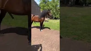 CABALLO FINO