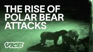 Why Polar Bears Are Increasingly Aggressive Towards Humans (Full Length)