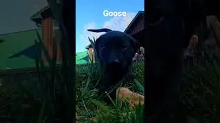 Puppers