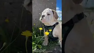 Most dangerous animal #bulldogs #bulldog #englishbulldog