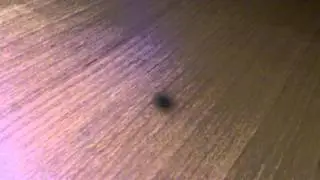 Madfly spindash