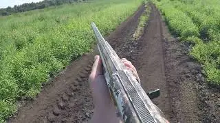 Охота на Дупеля, и Утку с Курцхааром 2022г.