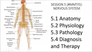 Medicine for medical translators 5: Nervous system