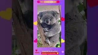 Linda e fofa mamãe coala!!! 😍 #shorts (cute animals🥰)