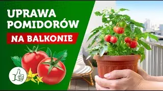 Sadzimy pomidory na balkonie cz.1
