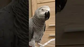 Попугай Гоша#Хорошка. Танечка Гошина ?? ..))