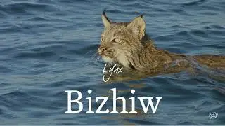 Wildlife: Anishinaabemowin, the Ojibwe language