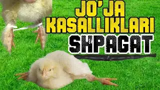 SHPAGATI DAVOSI BORMI ?