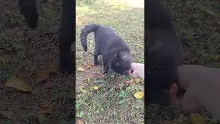 Nosy Black Kitty 🐈‍⬛ Morticia August 2024 #blackcatlife #blackcat #blackcatsmatter #yardwork #funny