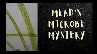 Mead's Microbe Mystery