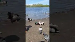 Жизнь и быт утки-кряквы