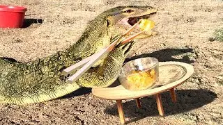 GIANT LIZARD USES CHOPSTICKS to eat Bowl of Rice -- Monitor Lizards are Highly Intelligent